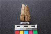 藏品(鹿骨)的圖片