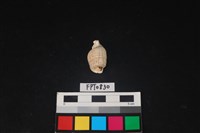 藏品(貝殼)的圖片