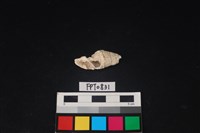 藏品(貝殼)的圖片