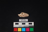 藏品(貝殼)的圖片