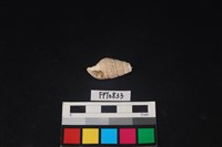 藏品(貝殼)的圖片