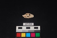 藏品(貝殼)的圖片