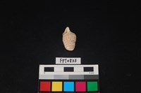 藏品(貝殼)的圖片