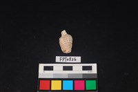 藏品(貝殼)的圖片