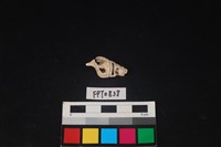 藏品(貝殼)的圖片