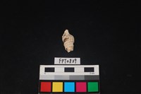 藏品(貝殼)的圖片