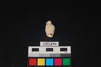 藏品(貝殼)的圖片