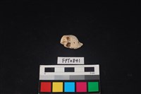 藏品(貝殼)的圖片