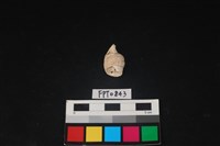 藏品(貝殼)的圖片