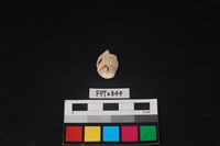 藏品(貝殼)的圖片