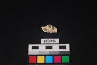 藏品(貝殼)的圖片