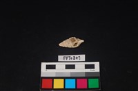 藏品(貝殼)的圖片