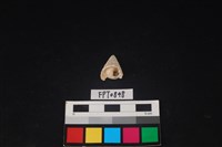 藏品(貝殼)的圖片