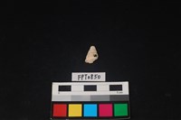 藏品(貝殼)的圖片