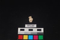 藏品(貝殼)的圖片