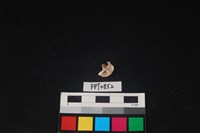 藏品(貝殼)的圖片