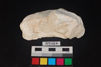 藏品(貝殼)的圖片