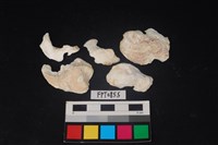 藏品(貝殼)的圖片