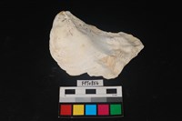 藏品(貝殼)的圖片