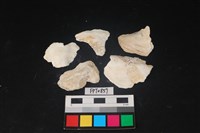 藏品(貝殼)的圖片