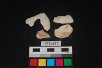 藏品(貝殼)的圖片