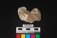 藏品(貝殼)的圖片