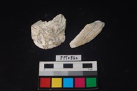 藏品(貝殼)的圖片