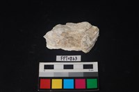 藏品(貝殼)的圖片