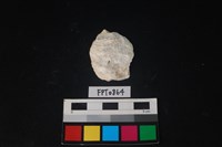 藏品(貝殼)的圖片