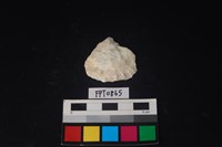 藏品(貝殼)的圖片