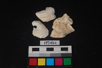 藏品(貝殼)的圖片