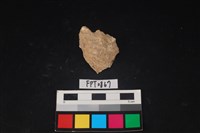 藏品(貝殼)的圖片