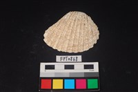 藏品(貝殼)的圖片