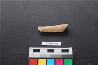 藏品(偶蹄類動物骨)的圖片