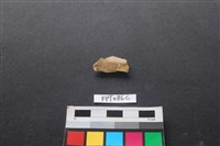 藏品(偶蹄類動物骨)的圖片