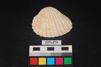 藏品(貝殼)的圖片