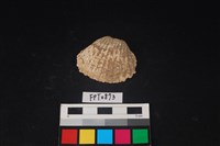 藏品(貝殼)的圖片