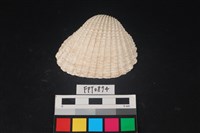 藏品(貝殼)的圖片