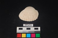 藏品(貝殼)的圖片