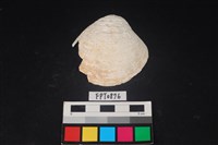 藏品(貝殼)的圖片