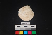 藏品(貝殼)的圖片