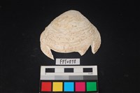 藏品(貝殼)的圖片