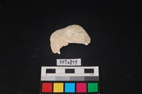 藏品(貝殼)的圖片