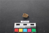 藏品(哺乳類動物骨)的圖片