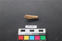 藏品(哺乳類動物骨)的圖片