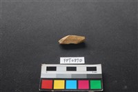 藏品(哺乳類動物骨)的圖片