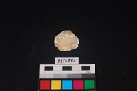 藏品(貝殼)的圖片