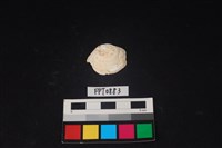 藏品(貝殼)的圖片