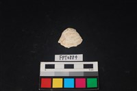 藏品(貝殼)的圖片