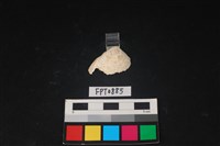 藏品(貝殼)的圖片